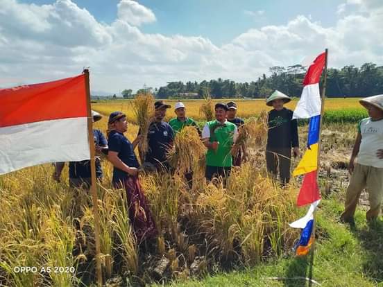 Tindaklanjuti PKPNU, MWC Ambal Jadi Pelopor Budidaya Padi Organik